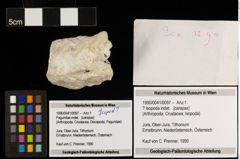 Foto (Objekt + Etiketten) von ? Isopoda indet. (NHMW-GEO-1990-0041-0097)